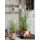 Künstliche Zimmerpflanze Federgras Foxtail, Pampasgras Kunstpflanze weiß