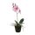 Künstliche Orchidee in vorgeformter Kunsterde, täuschend echt wirkende Phalaenopsis-Orchidee mit 5 rosa roten Blüten, Knospen, 4 Blättern, Luftwurzeln, bemooster Erde