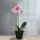 Künstliche Orchidee in vorgeformter Kunsterde, täuschend echt wirkende Phalaenopsis-Orchidee mit 5 rosa roten Blüten, Knospen, 4 Blättern, Luftwurzeln, bemooster Erde